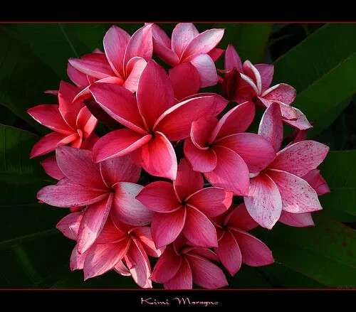 Semi Di Plumeria (Frangipani) Varietà 'Dao Den' - 4 Semi Per Coltivazione, Pianta Tropicale Profumata