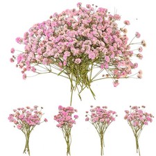 50Pcs Dried Pressed Baby's Breath Flowers - Mini Gypsophila Flat Pressed Flow...