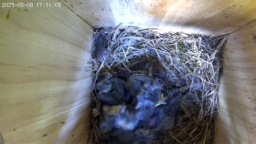Bird Nest Box with Solar powered 2K WiFi Camera. Watch on Phone, Tablet, Alexa - Video 1 of 1