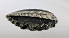 PENDENTIF FOSSILE ORTHOCERAS