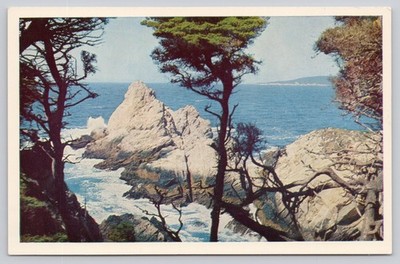 Point Lobos State Park CA Monterey Cypress Taylorchrome Vintage Postcard