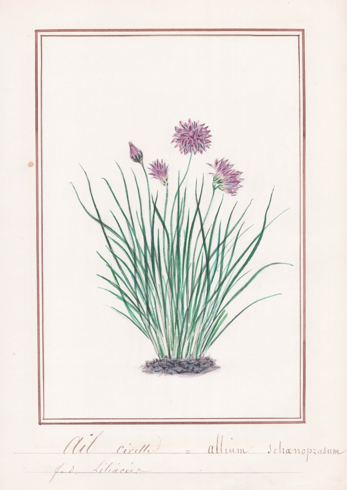 Cebollino Chives Alliums Flor Botánica Acuarela Dibujo 1830