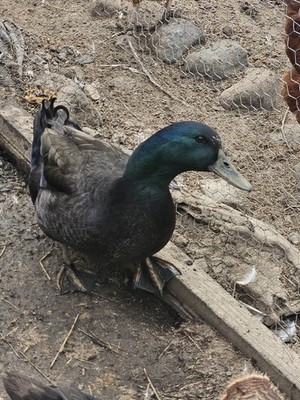 6 pure bred Cayuga duck eggs fertile unwashed