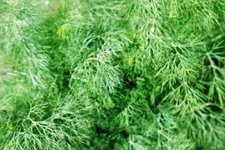 FERN LEAF DILL 300 SEEDS NON-GMO FRESH FRESH FOR GARDENS