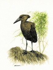 Głowa młotka Kroczące ptaki Ptaki cieni - obraz z nadrukiem artystycznym - 25,5 x 17,5 cm