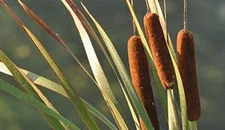 600 Cattail Seeds for Planting