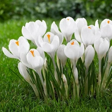 50 - GIANT CROCUS JEANNE D ARK Flower Bulbs - AWSOME FOR CONTAINERS & BORDERS