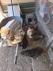 12 HATCHING EGGS POSSIBLE INDIOS-AYAMS-JERSEY  GIANT-ISABELLA*READ DESCRIPTION* — photo 10
