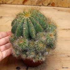 Notocactus magnificus Vaso 10 cm  Cod.2811-18