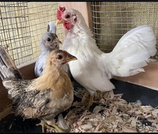 6 Serama Microchicken Hatching Eggs Traditional Smooth- No Frizzle -All Colors