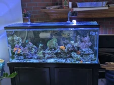 60 Gallon Reef Tank Aquarium Fish Tank With Stand. Fully Cycled