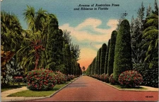 Linen Postcard - Avenue of Australian Pines and Hibiscus in Florida