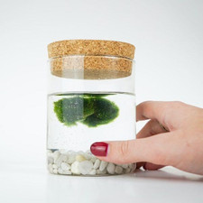 Marimo Original Sughero La Felicità – Coppia (Fondale Bianco)