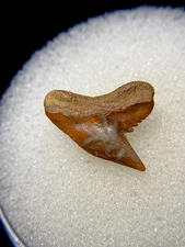 Small Gorgeous Orange North Florida Tiger Shark Tooth Fossil Sharks Teeth Fossil