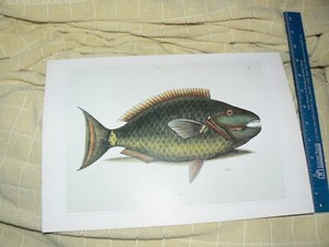    Early Scientific Ichthyology Color Prints Vintage Spotlight Parrotfish
