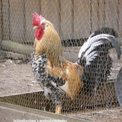 12 Bruteier Isländische Landnahmehühner hatching eggs Hühner