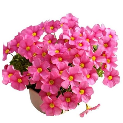 Oxalis Iron rubra Bulbs 2-6 Bulbs(10g) Good Luck Plant Fast Growing Year Round 