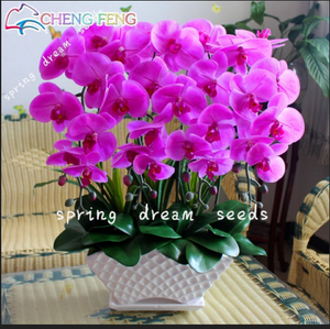 100 Pezzi Semi Orchidea Piante Fiori Giardino Rara Phalaenopsis Orquidea Bonsai Nuovo Ebay