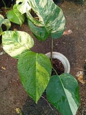 Real Picture Monstera Marmorata Aurea Variegated 4 Leaves Rare Plant