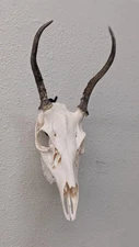 Spike Whitetail Real Antler Deer Taxidermy Mount Euro Skull