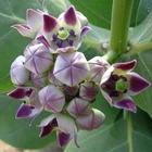 Calotropis gigantea purple, Giant Milkweed, Crown Flower - 5 Sementes