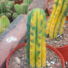 12CM Succulent Cactus Plant Cereus Pachanoi Variegated Cactaceae Beautiful Plant