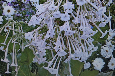 10 Seeds Fragrant Tobacco Perfume Mix, Nicotiana x sanderae #1126