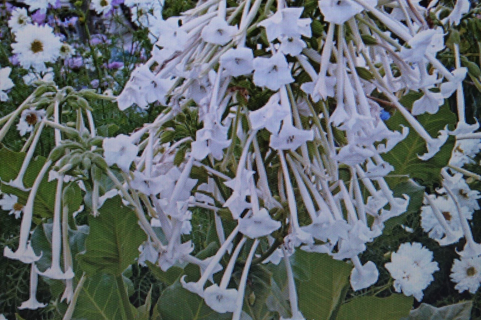 10 Samen Dufttabak Perfume Mix,Nicotiana x sanderae #1126 - Bild 1 von 1