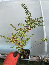 8 X Cotoneaster Cuspidatus Shrub Plants In P7 Pots