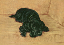 COCKER SPANIEL DOG GREETING CARD BEAUTIFUL BLACK DOG ON SETTEE NOTE CARD