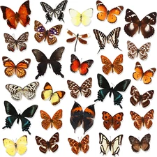 Thyle 30 Pcs Real Taxidermy Butterfly Specimen Artwork Material Decor Natural Un