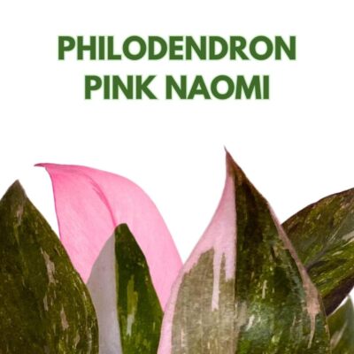 fun bun philodendron Philodendron 'Fun Bun' main image 0