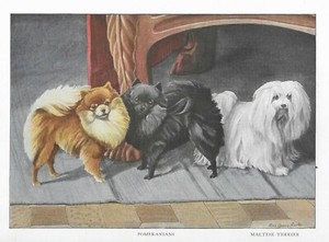 Pomeranian / Maltese - CUSTOM MATTED - 1927 Vintage Color Dog Art Print