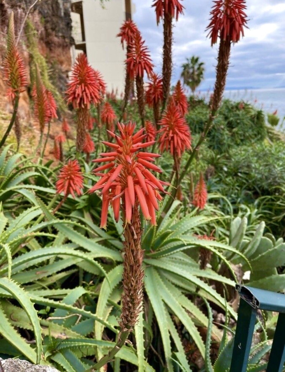 Aloe Arborescens, Candelabra Aloe - 20 Seeds 2025 - USA | eBay