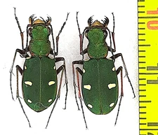 Carabidae, Cicindela (Cicindela) asiatica asiatica pair A1, S. Azerbaijan