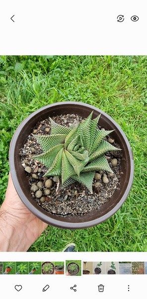 Haworthia limifolia f. spiralis 10-12cm