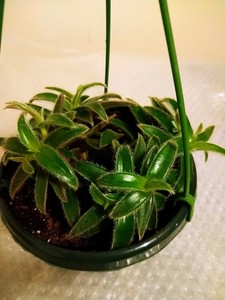 Tradescantia Cyanotis Somaliensis-(Kitten Ear) - 3 fresh ...