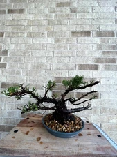 AWESOME! Juniperus Chinensis - Parsonii Juniper Pre-Bonsai, 19 Years, Huge Trunk