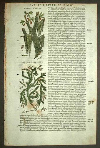 Botanical Plant MOSS And LICHEN Engraving Watercolor, Matthiole 1572 | eBay