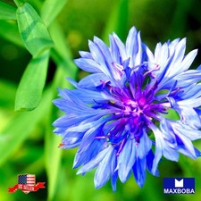 100 Bachelor Buttons Cornflower Flower Seeds Non-GMO Heirloom