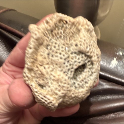 Natural Coral Fossil Specimen Collectible