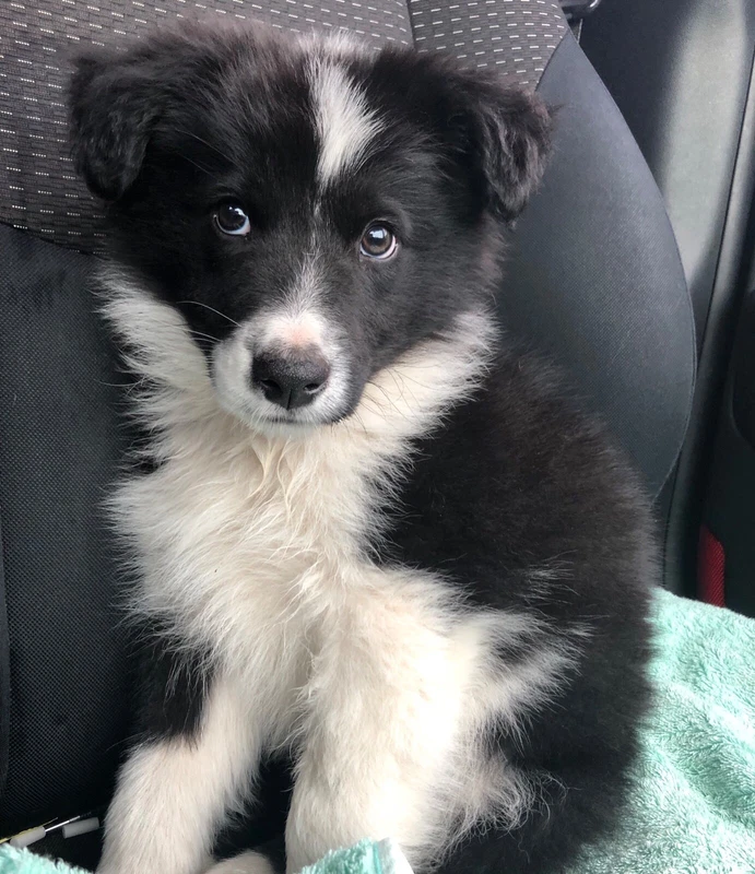 Pure Breed Border Collie Dogs Puppies Gumtree Australia Blue Mountains Winmalee 1258049152