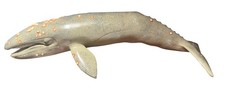 Vintage Safari Animal Figurine Gray Whale Model Monterey Bay Aquarium 1991 13&rdquo;