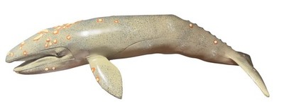 Vintage Safari Animal Figurine Gray Whale Model Monterey Bay Aquarium 1991 13 