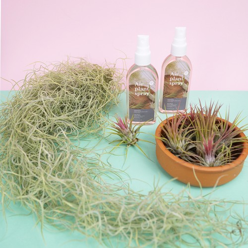 Tillandsia colgante 50 cm Tillandsia Usneoides plantas aéreas, plantas de terrario - Imagen 14 de 20