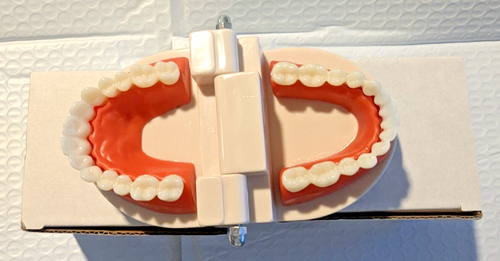 EASYINSMILE Dente Standard per Adulti Typodont Dimostrazione Modello Didattico - Foto 8 di 10