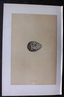 Morris 1896 Antique Bird Egg Print. Dotterel 151