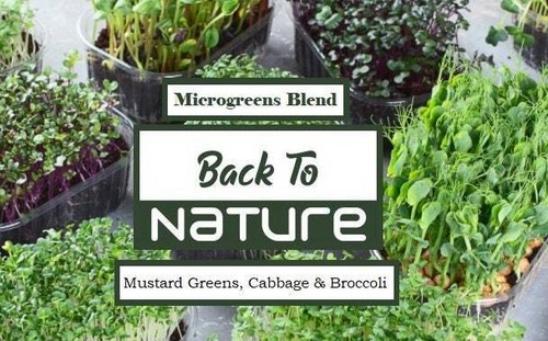 Mustard Green, Cabbage & Broccoli Microgreen Seed Blend - Organic - Non Gmo
