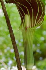 arisaema products for sale | eBay