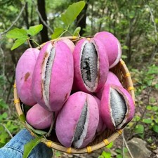 10 Pcs Strong August melon seeds for a hearty tropical